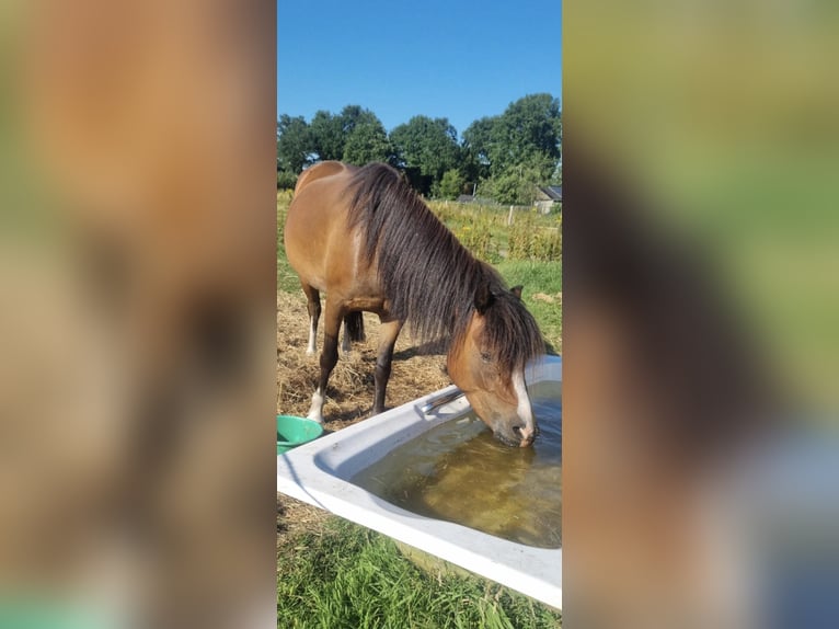 Welsh-B Merrie 4 Jaar 121 cm Bruin in Helmond