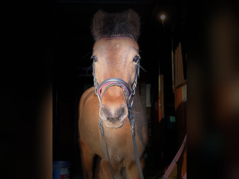 Welsh-B Merrie 4 Jaar 126 cm Bruin in Książ Wielkopolski