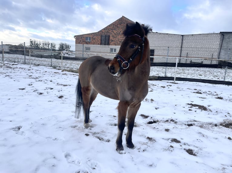Welsh-B Merrie 4 Jaar 126 cm Bruin in Książ Wielkopolski