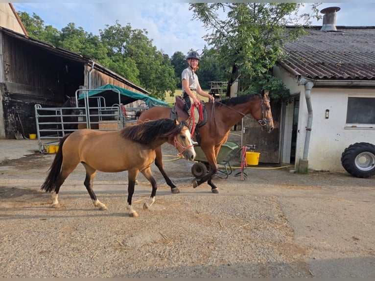 Welsh-B Merrie 4 Jaar 127 cm Falbe in Amlikon