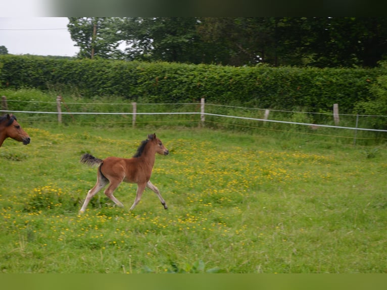 Welsh-B Mix Merrie 4 Jaar 130 cm Bruin in Langballig