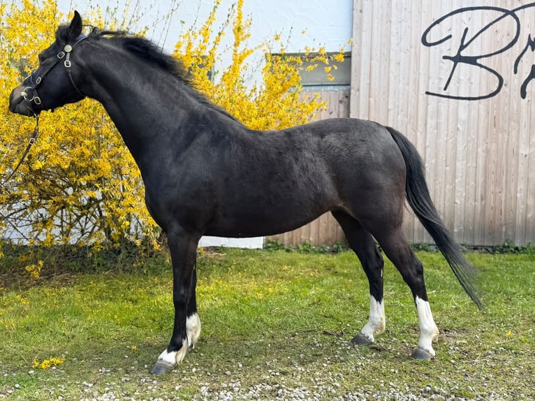 Welsh-B Merrie 4 Jaar 132 cm Zwartbruin in Oggelshausen