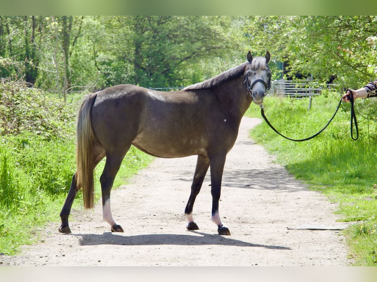 Welsh-B Merrie 4 Jaar 132 cm Zwartschimmel in Schönberger Strand