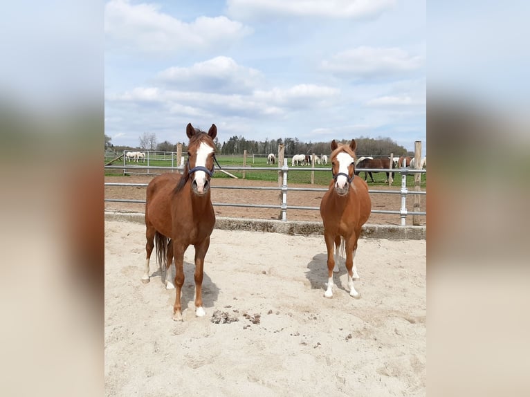 Welsh-B Merrie 4 Jaar 133 cm Vos in Steinborn