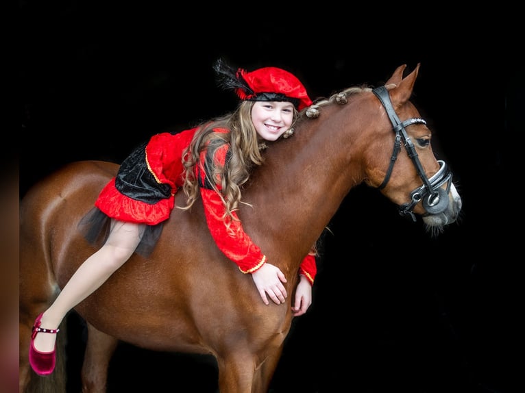 Welsh-B Merrie 4 Jaar 134 cm Vos in Nieuw-Weerdinge