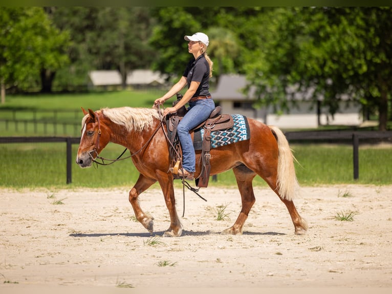 Welsh-B Mix Merrie 4 Jaar Donkere-vos in Ocala
