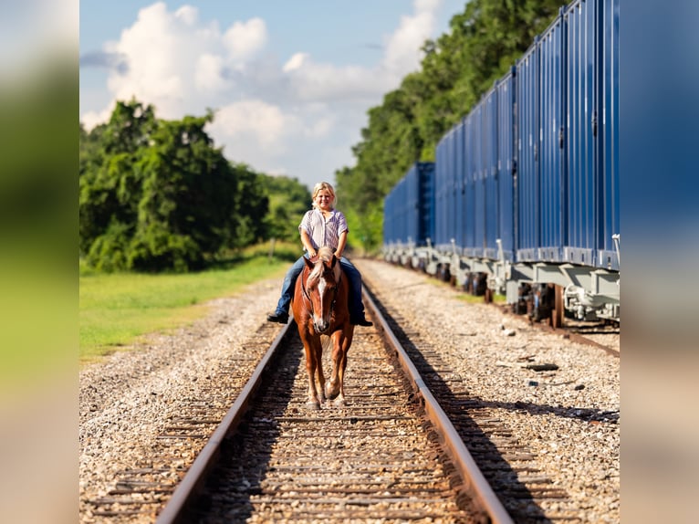 Welsh-B Mix Merrie 4 Jaar Donkere-vos in Ocala