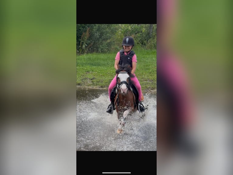 Welsh-B Merrie 5 Jaar 116 cm Bruin in Augustinusga