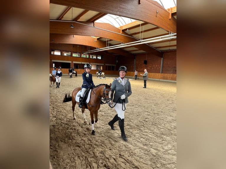 Welsh-B Mix Merrie 5 Jaar 120 cm Bruin in Voltlage