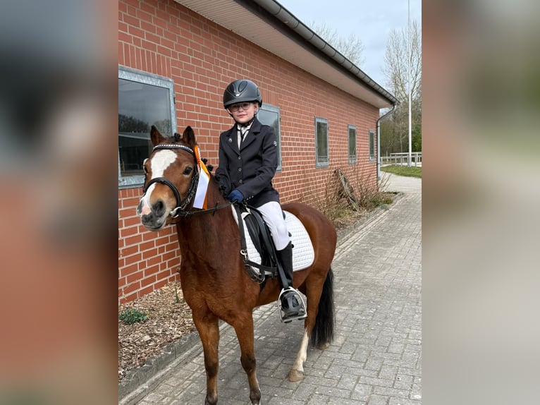 Welsh-B Mix Merrie 5 Jaar 120 cm Bruin in Voltlage
