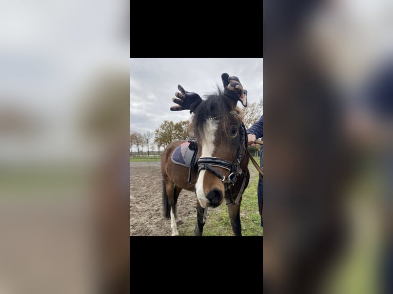 Welsh-B Merrie 5 Jaar 121 cm Bruin in Helmond