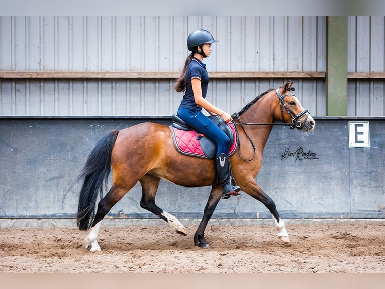 Welsh-B Merrie 5 Jaar 123 cm Bruin in Mierlo