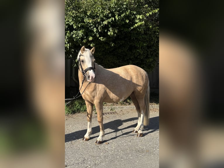Welsh-B Merrie 5 Jaar 124 cm Palomino in Sihlbrugg