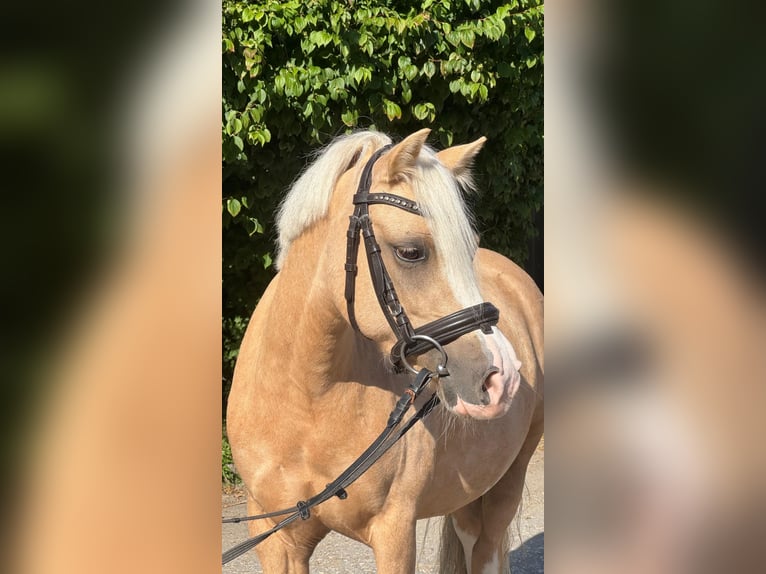 Welsh-B Merrie 5 Jaar 124 cm Palomino in Sihlbrugg