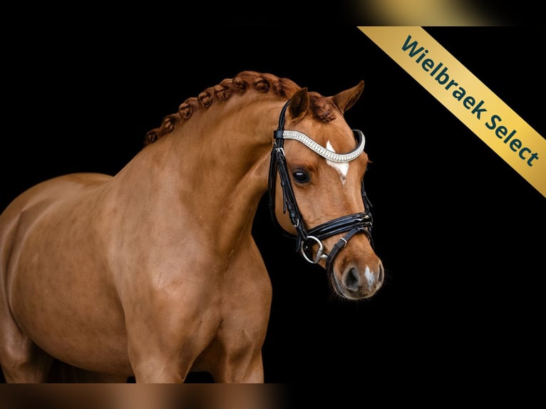 Welsh-B Merrie 5 Jaar 126 cm Vos in Oost West en Middelbeers