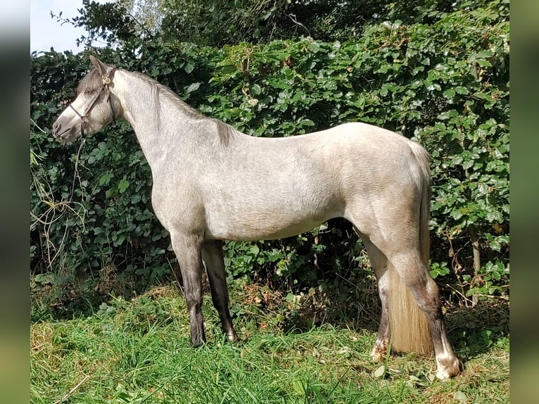 Welsh-B Merrie 5 Jaar 132 cm Schimmel in Borculo