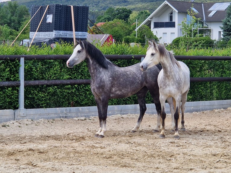 Welsh-B Merrie 5 Jaar 135 cm Schimmel in Gainfarn