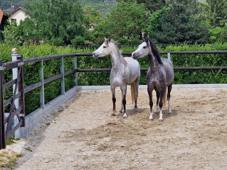 Welsh-B Merrie 5 Jaar 135 cm Schimmel in Gainfarn