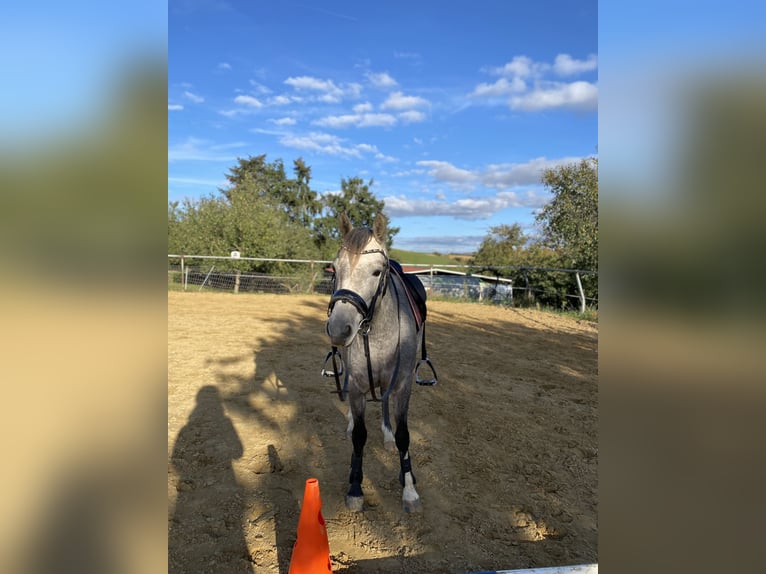 Welsh-B Merrie 5 Jaar 137 cm Schimmel in Hünstetten