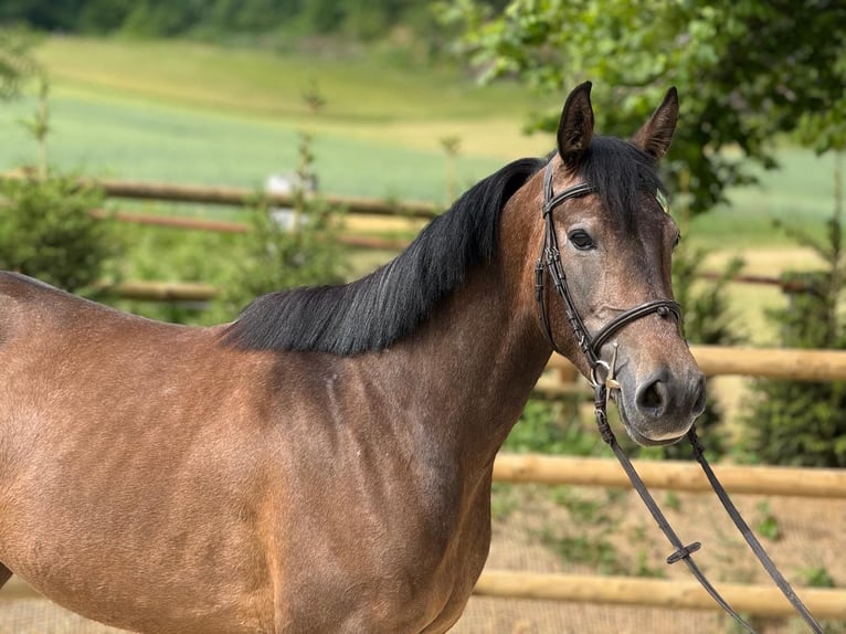 Welsh-B Merrie 5 Jaar 155 cm Schimmel in Gelterkinden