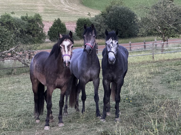 Welsh-B Merrie 5 Jaar 155 cm Schimmel in Gelterkinden