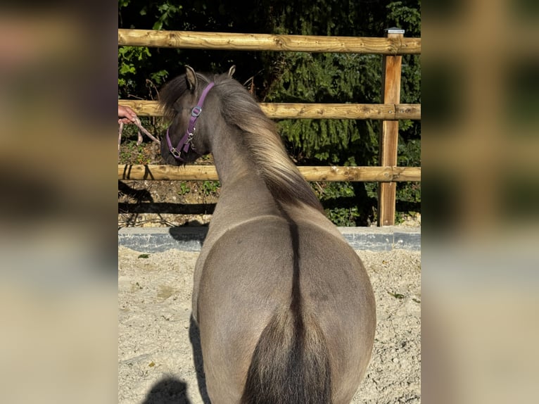 Welsh-B Merrie 5 Jaar 155 cm Schimmel in Gelterkinden