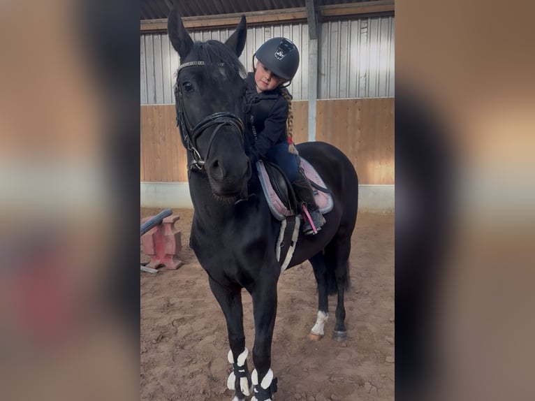 Welsh-B Merrie 6 Jaar 116 cm Bruin in Augustinusga