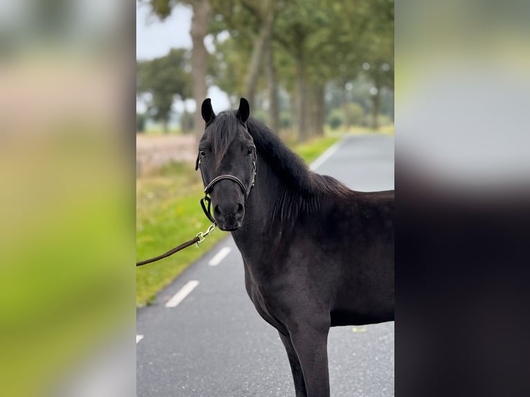 Welsh-B Merrie 6 Jaar 116 cm Bruin in Augustinusga