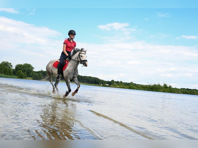 Welsh-B Merrie 6 Jaar 126 cm Blauwschimmel in Emmen