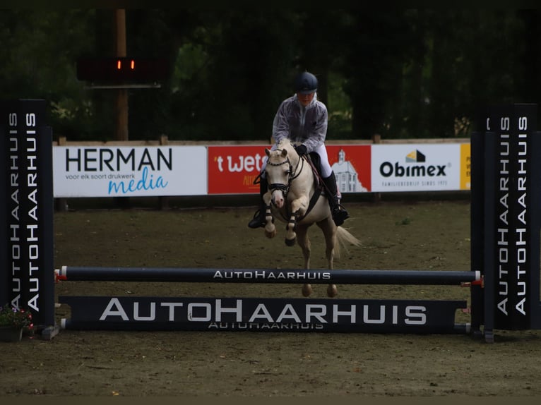 Welsh-B Merrie 6 Jaar 126 cm Palomino in IJsselmuiden