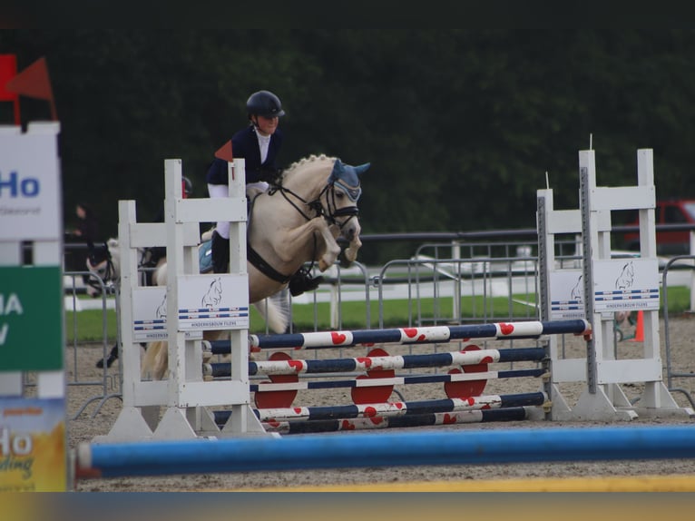 Welsh-B Merrie 6 Jaar 126 cm Palomino in IJsselmuiden