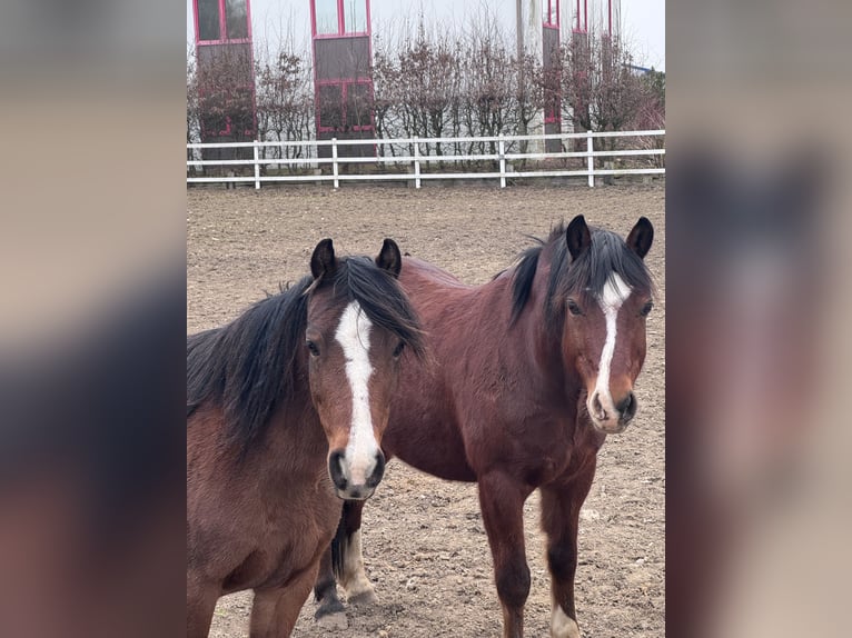 Welsh-B Merrie 6 Jaar 128 cm Bruin in Bad W&#xFC;nnenberg