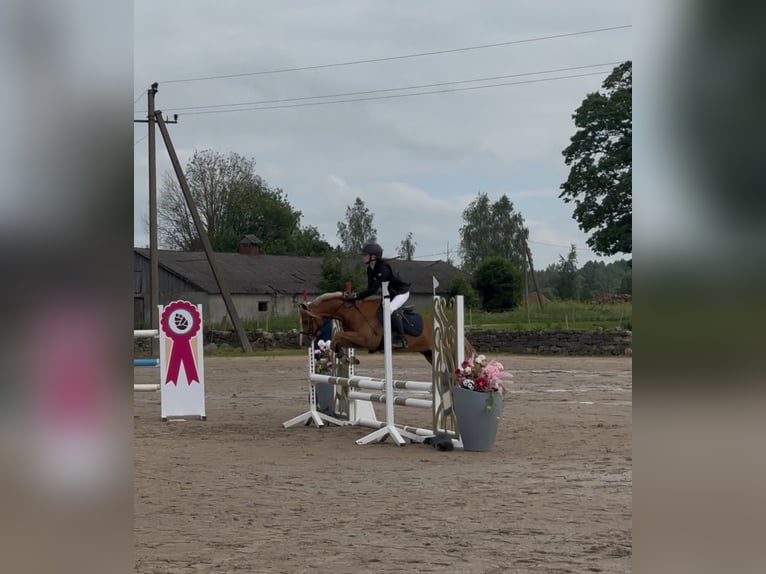 Welsh-B Merrie 6 Jaar 131 cm Donkere-vos in Haljala vald