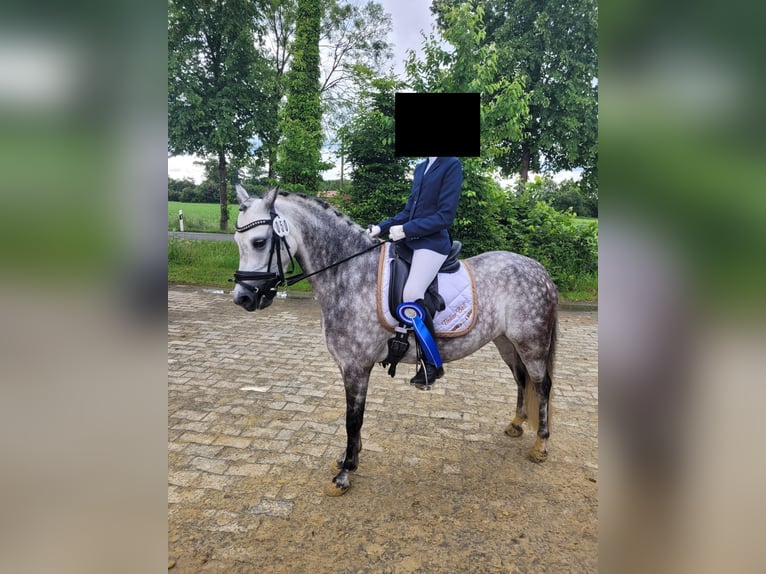 Welsh-B Merrie 6 Jaar 134 cm Appelschimmel in Senden