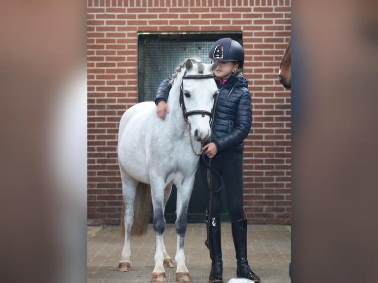 Welsh-B Merrie 6 Jaar  in Coevorden