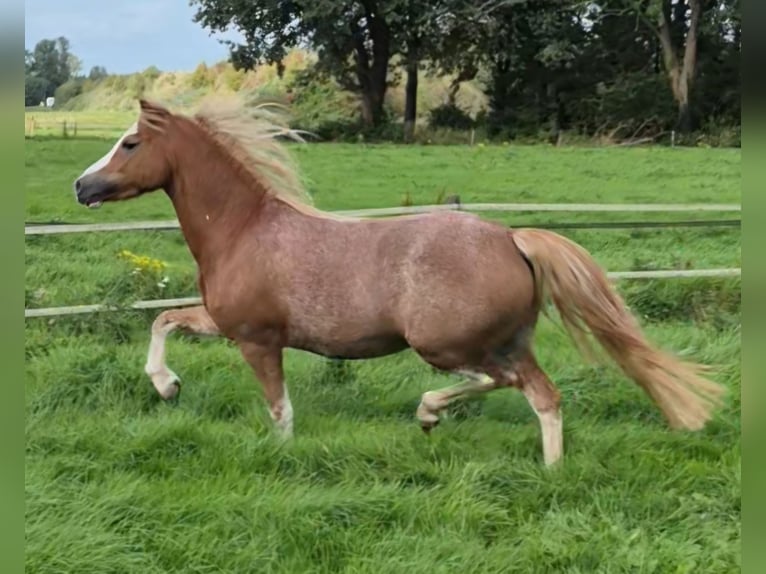 Welsh-B Merrie 7 Jaar 121 cm Sabino in Hengelo