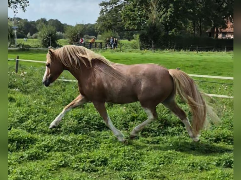 Welsh-B Merrie 7 Jaar 121 cm Sabino in Hengelo