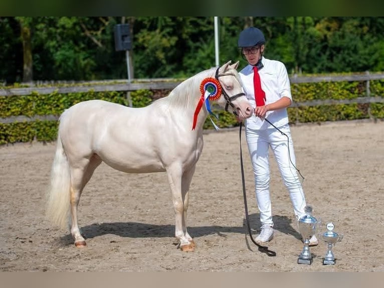 Welsh-B Merrie 7 Jaar 125 cm Cremello in Zoelen