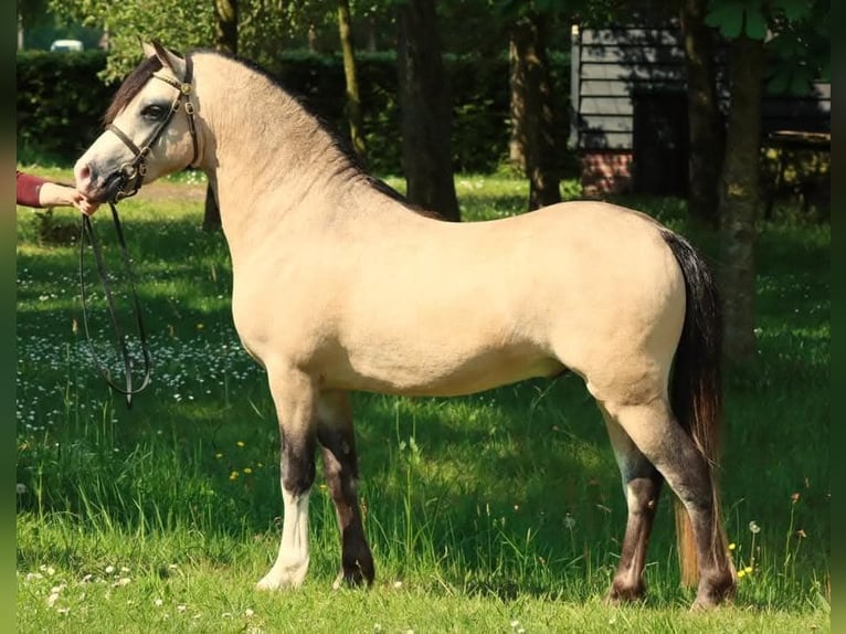 Welsh-B Merrie 7 Jaar 127 cm Vos in Lelystad