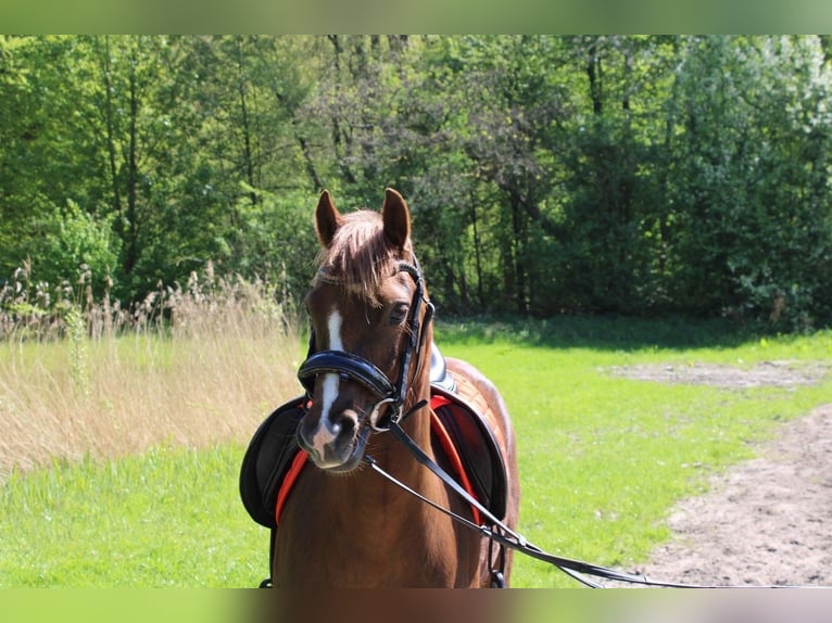 Welsh-B Merrie 7 Jaar 128 cm Donkere-vos in Amstelveen
