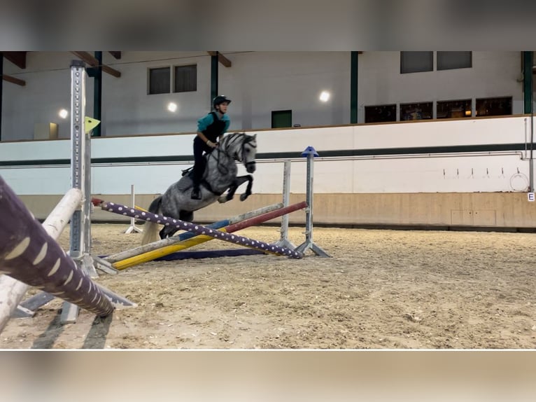 Welsh-B Merrie 7 Jaar 128 cm Schimmel in Matzingen