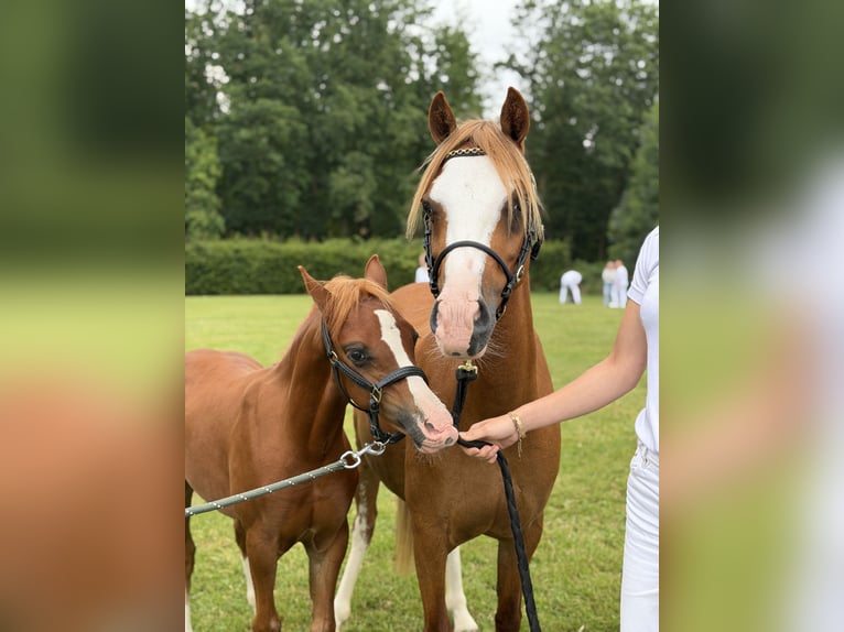 Welsh-B Merrie 7 Jaar 129 cm Vos in Nuland
