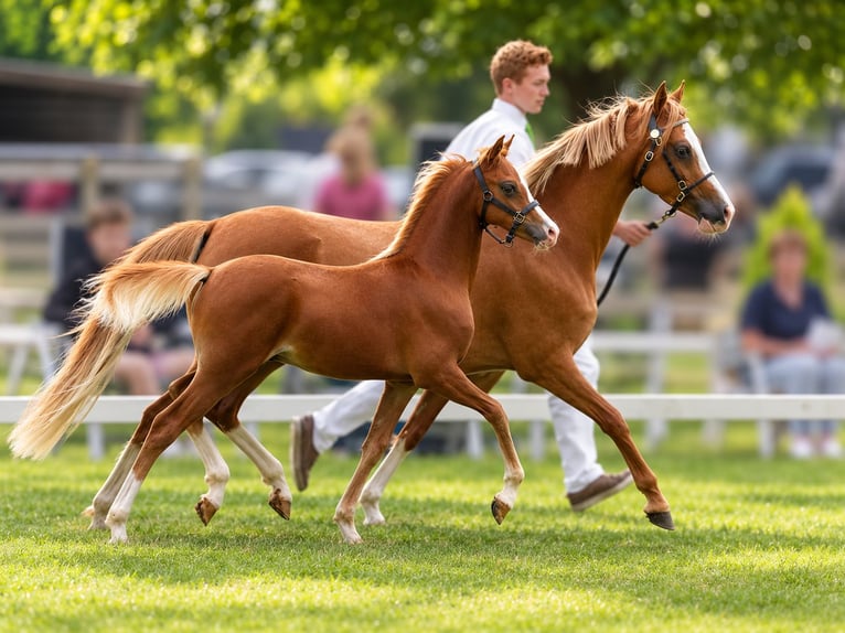Welsh-B Merrie 7 Jaar 129 cm Vos in Nuland