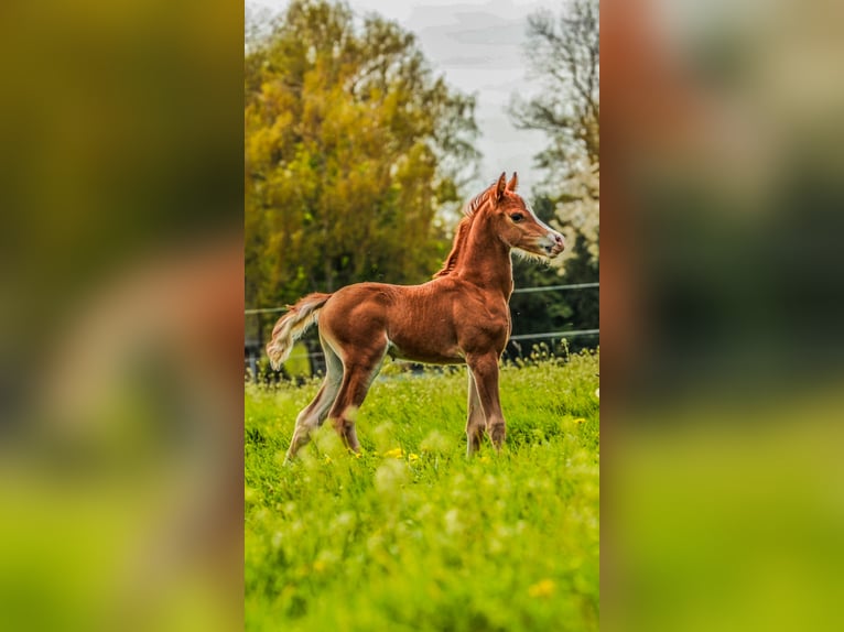 Welsh-B Merrie 7 Jaar 129 cm Vos in Nuland