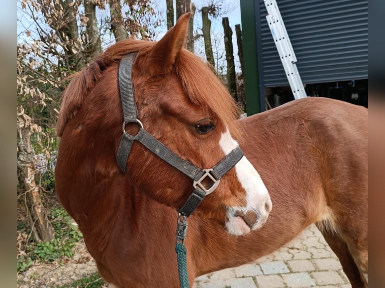 Welsh-B Merrie 7 Jaar 132 cm Vos in Wermelskirchen
