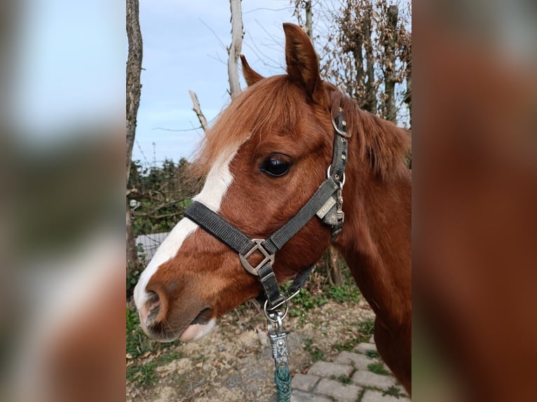 Welsh-B Merrie 7 Jaar 132 cm Vos in Wermelskirchen