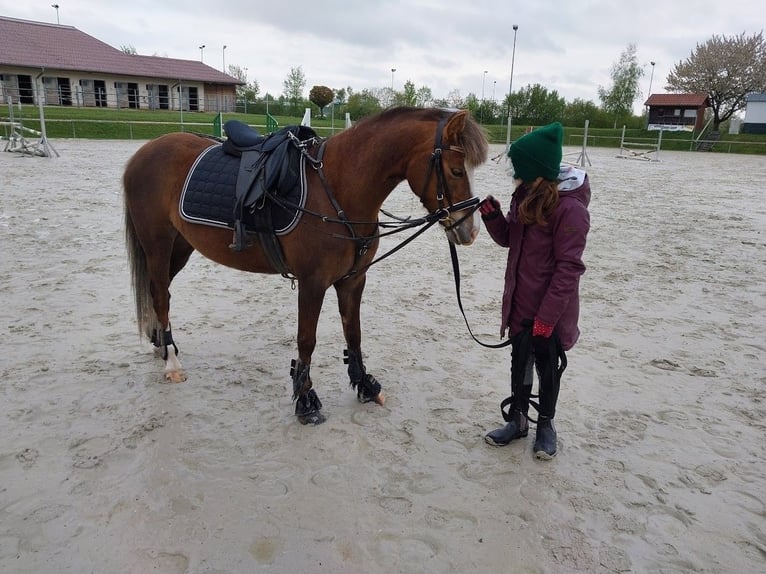 Welsh-B Merrie 7 Jaar 133 cm Vos in Sulzfeld