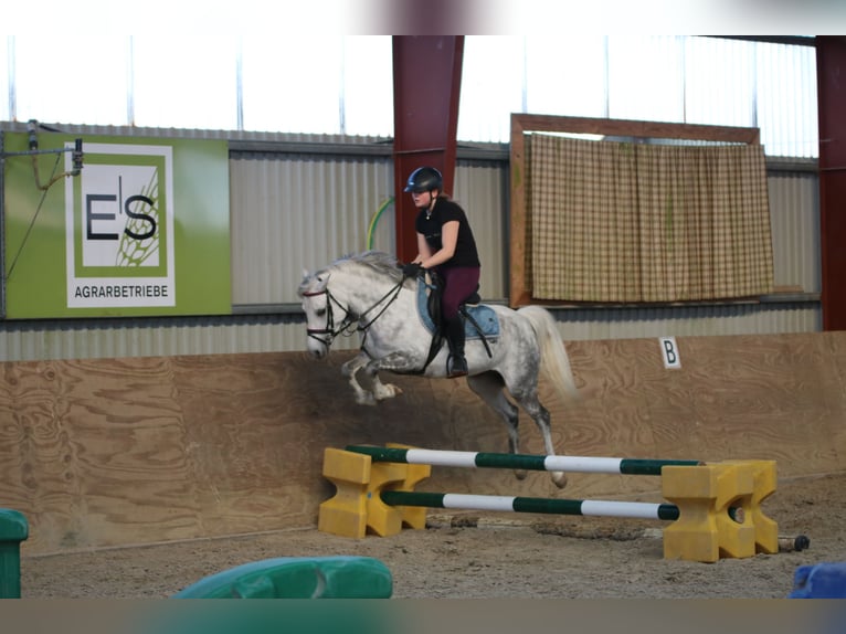 Welsh-B Merrie 7 Jaar 136 cm Appelschimmel in Wildeshausen