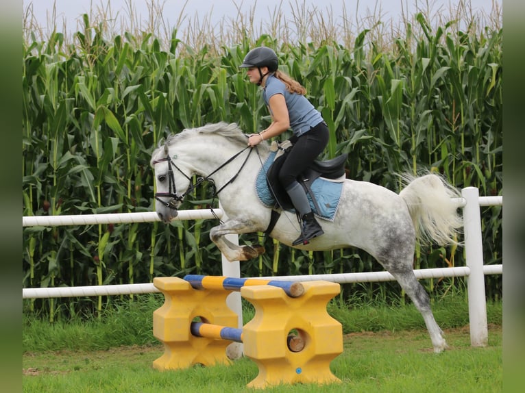 Welsh-B Merrie 7 Jaar 136 cm Appelschimmel in Wildeshausen