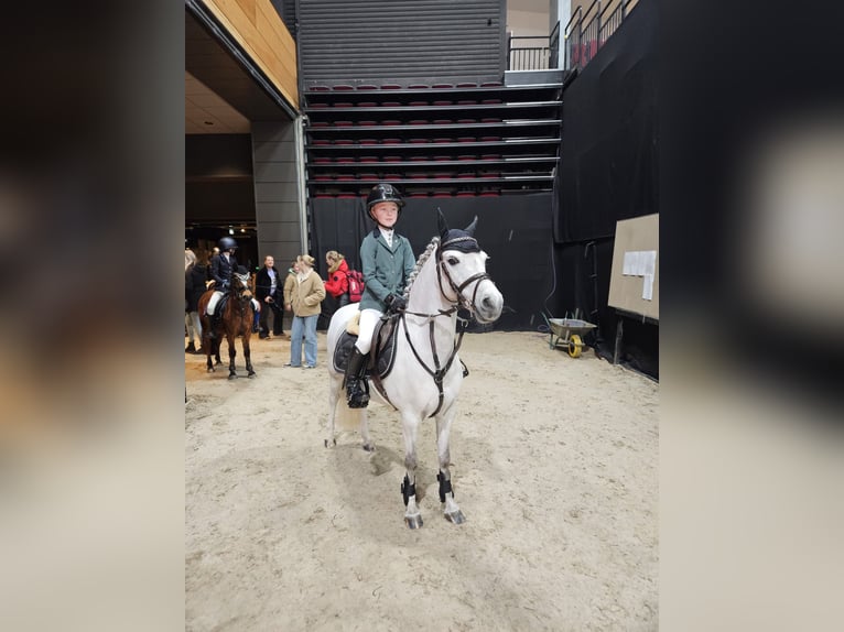 Welsh-B Merrie 8 Jaar 121 cm Appelschimmel in Nieuw-Buinen